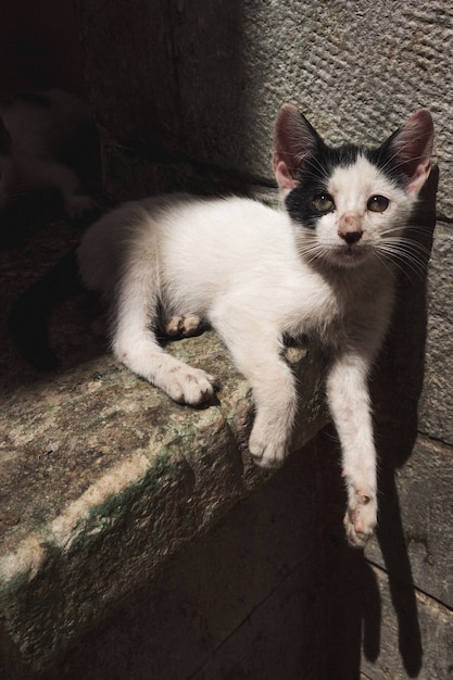 Foto ein kleines schwarzes und weißes kätzchen der straße, das sich auf der straße in der innenstadt von fez . niederlegt
