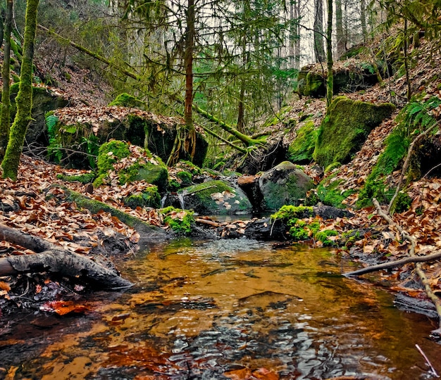 Ein kleines Tal im Wald mit einem kleinen Bach