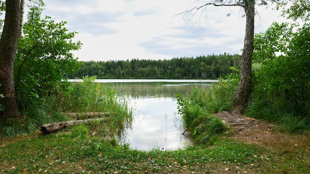 Ein kleines Ufer am See im Wald.