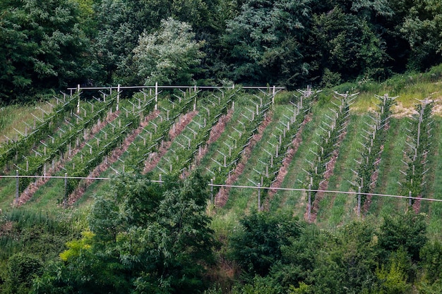 Ein kleines Weingut Valpolicella in der Nähe von Marano in der Provinz Verona