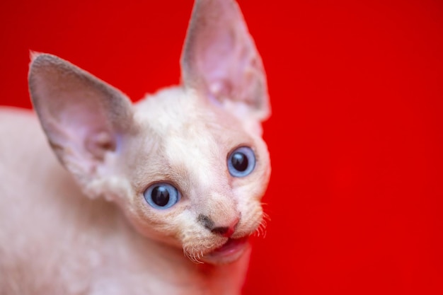 Ein kleines weißes Devon Rex-Kätzchen A mit blauen Augen blickt auf rotem Hintergrund in die Kamera