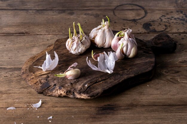 Ein Knoblauchkopf mit grünen Sprossen auf dunklem Holzhintergrund.