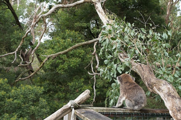 Ein Koala sitzt auf einem Zaun in einem Wald.