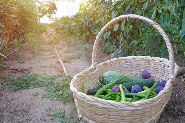 Ein Korb mit Gemüse steht auf einem Weg in einem Garten.