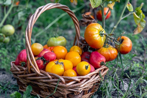 Ein Korb voller Tomaten in der Nähe von Tomatenpflanzen