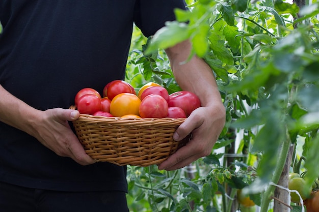 Ein Korb voller Tomaten