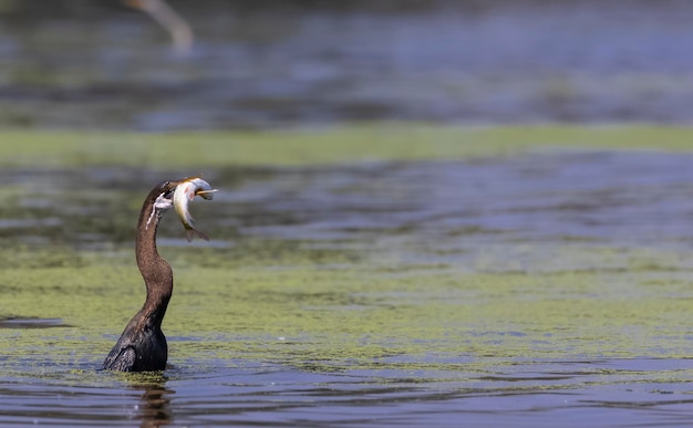 Ein Kormoran mit einem Fisch im Schnabel