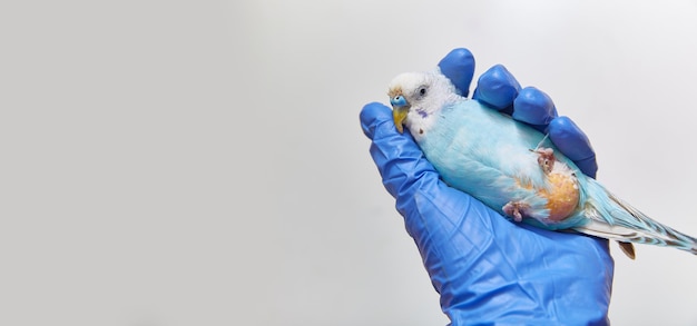 Ein kranker Papagei mit einer nackten Kloake in der Hand in einem medizinischen Handschuh. Platz kopieren