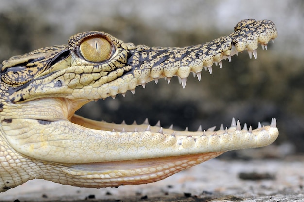 ein Krokodil in einer Pfütze