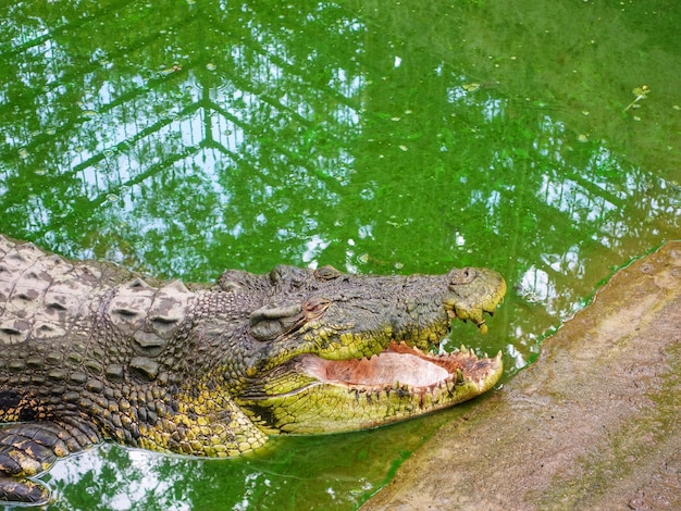 ein Krokodil mit offenem Maul und dem Wort Krokodil auf der Unterseite.