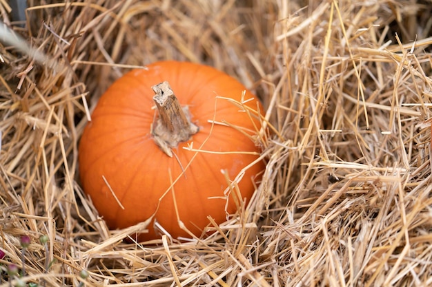 Ein Kürbis für Halloween liegt auf einem Strohballen und erntet Gemüse