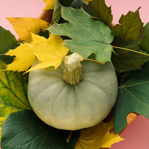 Ein Kürbis mit Herbstlaub als Dekoration auf pastellrosa Hintergrund