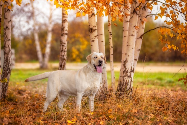 Ein Labrador-Hund läuft im Herbstwald.