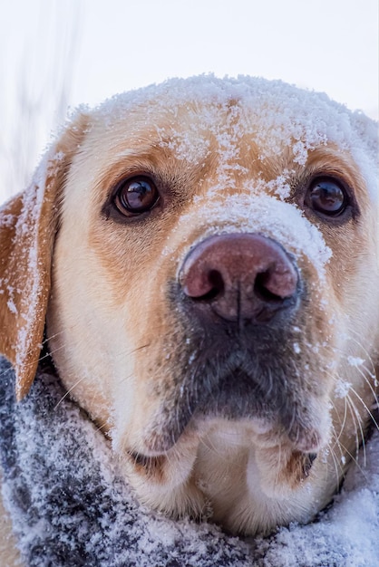 Ein Labrador-Retriever-Hund Ein Jagdhund in einem Schal Tierthemen