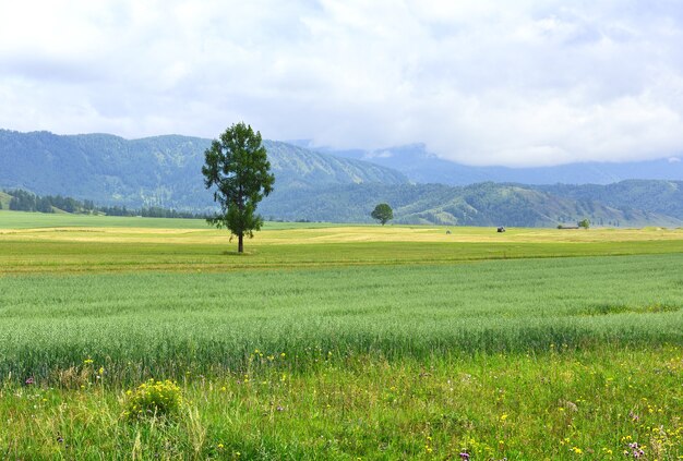 Ein ländliches Feld im Sommer vor dem Hintergrund der blauen Berge unter einem bewölkten Himmel Sibirien Russland