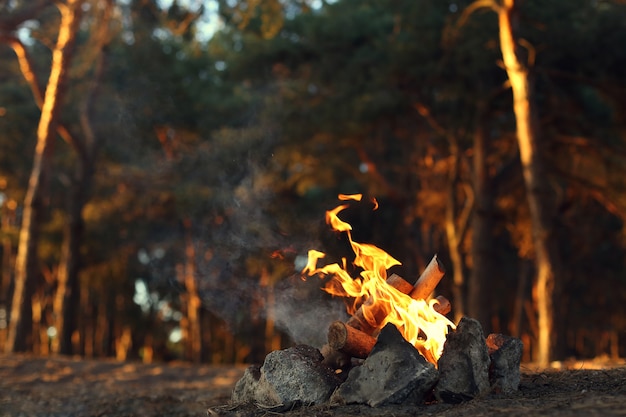 Foto ein lagerfeuer in einem kiefernwald.