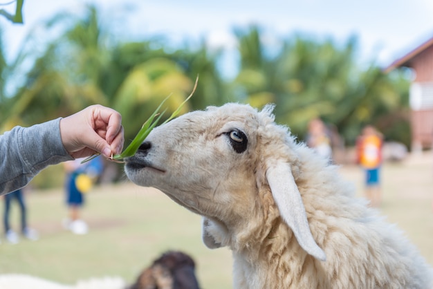 Ein Lamm frisst Futter und Touristen füttern Lämmer im Hof.