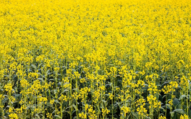 Ein Land voller blühender, gelber Senfblumen