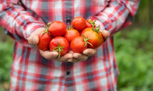 Ein Landwirt hält eine Ernte Tomaten in den Händen. Selektiver Fokus. Natur.