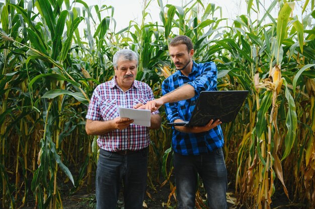 Ein Landwirt und ein Agrarwissenschaftler, der im Feld arbeitet, kontrollieren reifende Maiskolben. zwei Geschäftsmann prüft die Reifung von Maiskolben. Konzept des landwirtschaftlichen Geschäfts. Ich arbeite als Geschäftsmann in der Landwirtschaft