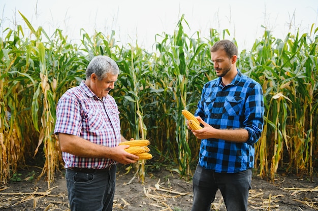 Ein Landwirt und ein Agrarwissenschaftler, der im Feld arbeitet, kontrollieren reifende Maiskolben. zwei Geschäftsmann prüft die Reifung von Maiskolben. Konzept des landwirtschaftlichen Geschäfts. Ich arbeite als Geschäftsmann in der Landwirtschaft