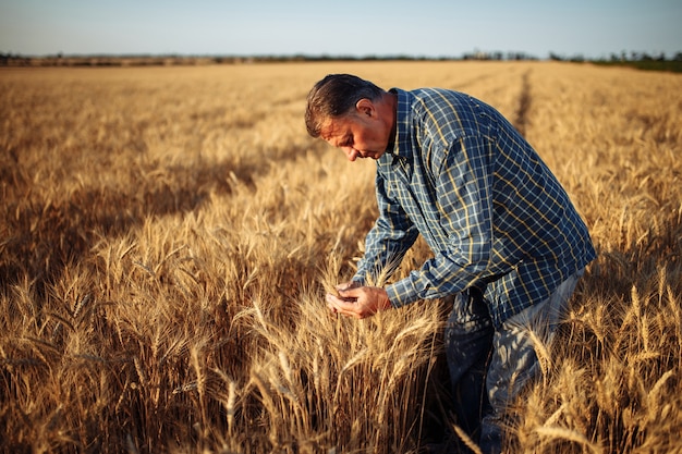 Ein Landwirt untersucht die Qualität der neuen Getreideernte mitten auf dem Weizenfeld