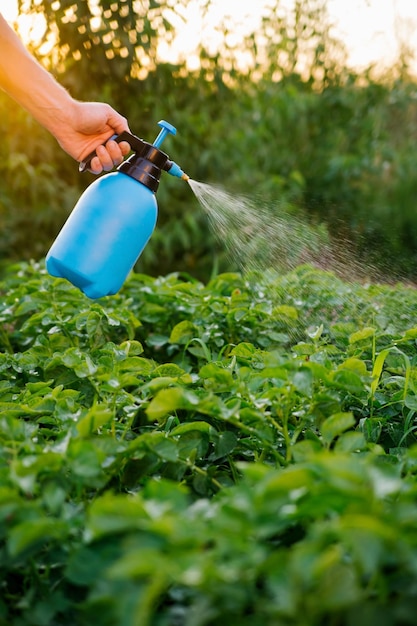 Ein Landwirt verwendet ein Nebelsprühgerät, um eine Kartoffelplantage gegen Schädlinge und Kartoffelkäfer zu behandeln. Verwendet Chemikalien in der Landwirtschaft. Ernteverarbeitung Schutz und Pflege