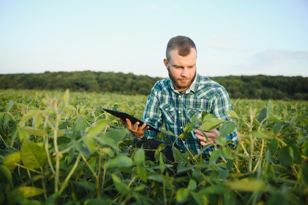 Ein landwirtschaftlicher Agronom inspiziert grüne Sojabohnen, die auf einem Feld wachsen. Landwirtschaft