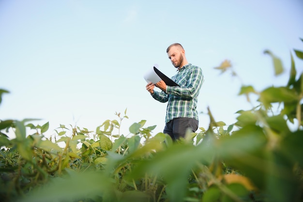 Ein landwirtschaftlicher Agronom inspiziert grüne Sojabohnen, die auf einem Feld wachsen. Landwirtschaft