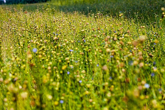 Ein landwirtschaftliches Feld, auf dem Flachs angebaut wird