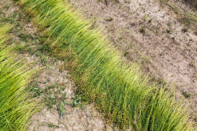 Ein landwirtschaftliches Feld, auf dem Flachs angebaut wird