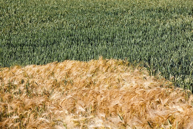 Ein landwirtschaftliches Feld, auf dem gelber Roggen und grüner Weizen wachsen, ein gemischtes landwirtschaftliches Feld mit verschiedenen Getreidearten
