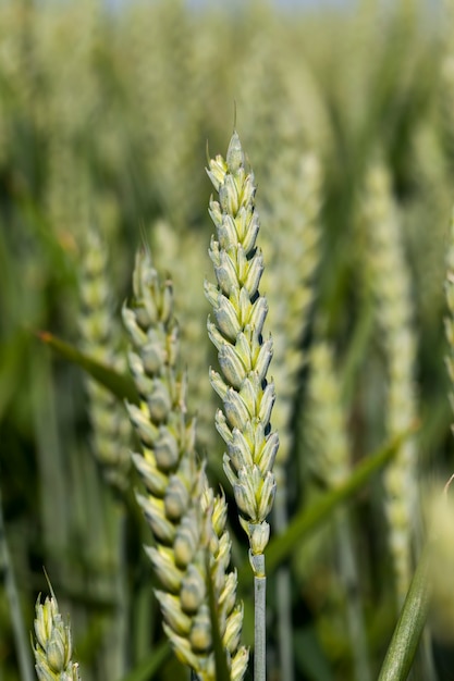 Ein landwirtschaftliches Feld, auf dem Getreide angebaut wird