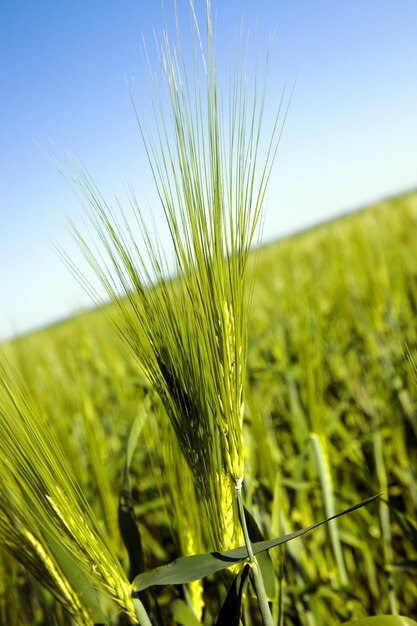 Ein landwirtschaftliches Feld, auf dem Getreide angebaut wird