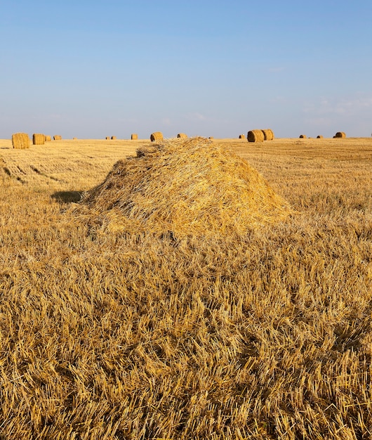 Ein landwirtschaftliches Feld, auf dem Getreide und Stroh auf einem Stapel gesammelt wurden.