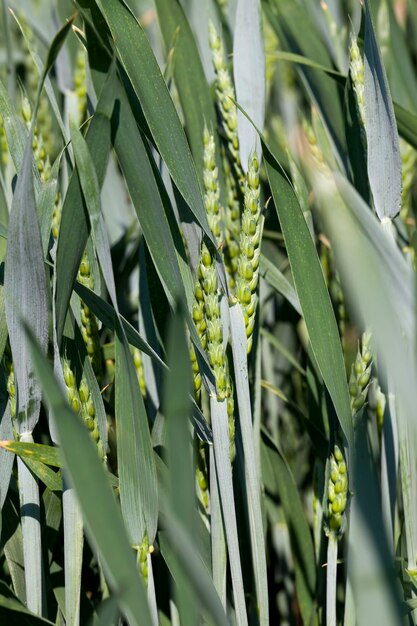 Ein landwirtschaftliches Feld, auf dem Getreidepflanzen angebaut werden, Weizen, unreife grüne Weizenpflanzen