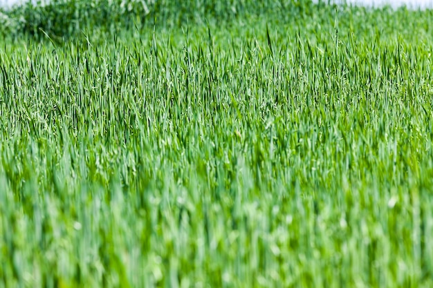 Ein landwirtschaftliches Feld, auf dem Getreidepflanzen angebaut werden