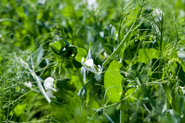 Ein landwirtschaftliches Feld, auf dem grüne Erbsen wachsen, Erbsenpflanzen während der Blüte mit weißen Blütenblättern
