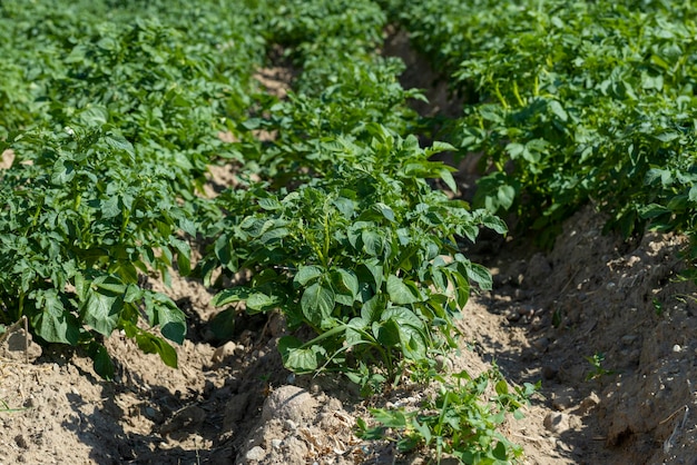 Ein landwirtschaftliches Feld, auf dem grüne Kartoffeln wachsen