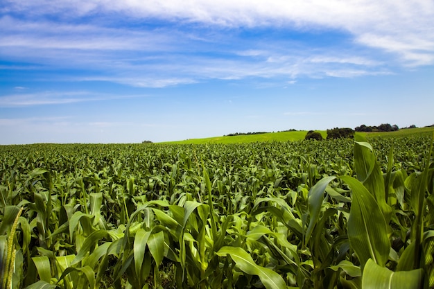 Ein landwirtschaftliches Feld, auf dem grüner junger Mais wächst