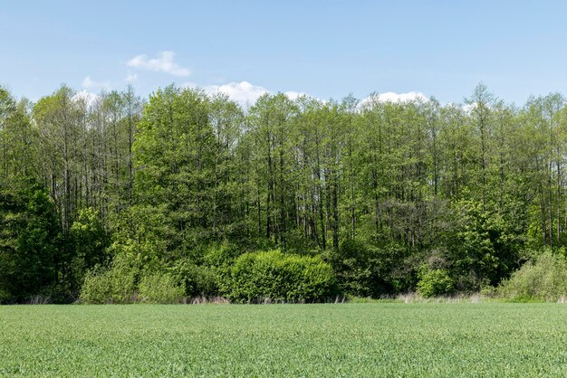 Ein landwirtschaftliches Feld, auf dem grünes Getreide wächst