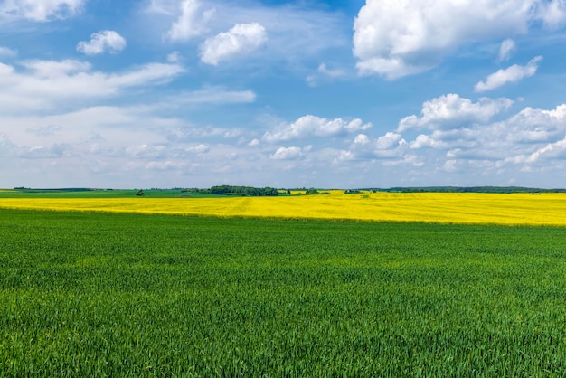 Ein landwirtschaftliches Feld, auf dem grünes Getreide wächst