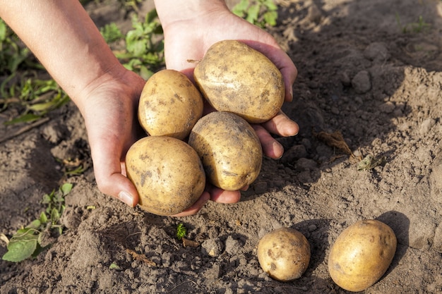 Ein landwirtschaftliches Feld, auf dem Kartoffeln angebaut wurden