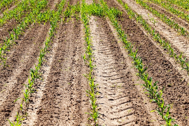 Ein landwirtschaftliches Feld, auf dem Mais angebaut wird