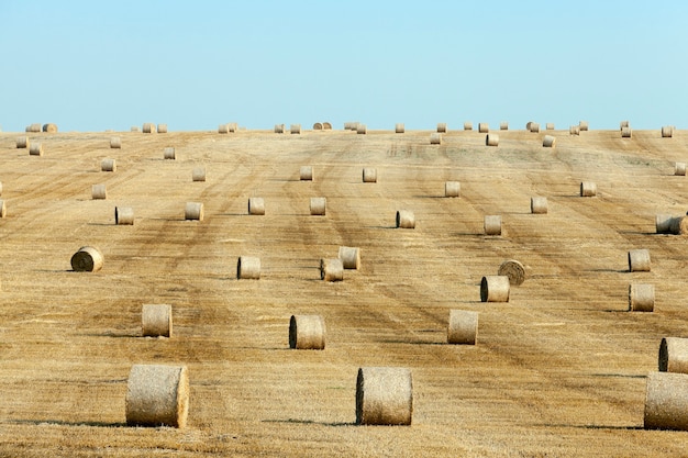 Ein landwirtschaftliches Feld, auf dem nach der Ernte Strohheuhaufen liegen, eine kleine Schärfentiefe