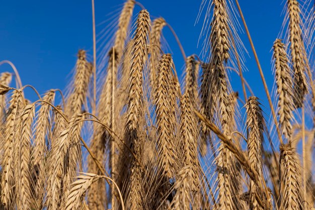 Ein landwirtschaftliches Feld, auf dem reifender Getreideweizen wächst