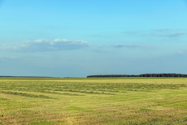 Ein landwirtschaftliches Feld, auf dem reifendes Getreide wächst