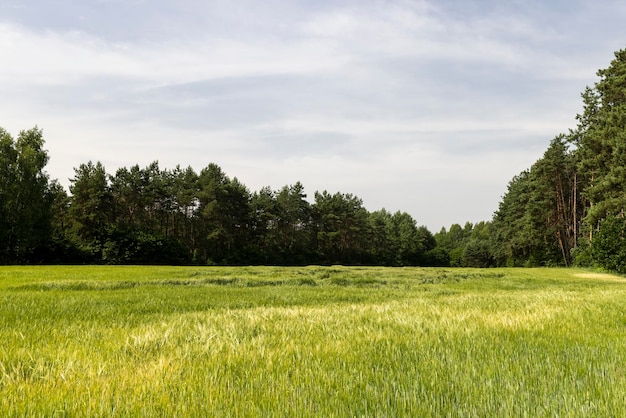 Ein landwirtschaftliches Feld, auf dem reifendes Getreide wächst