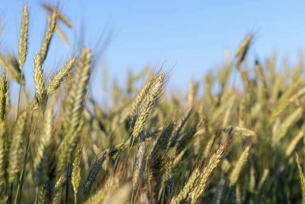 Ein landwirtschaftliches Feld, auf dem reifendes Getreide wächst