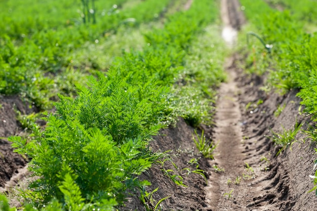 Ein landwirtschaftliches feld, auf dem viele karotten wachsen